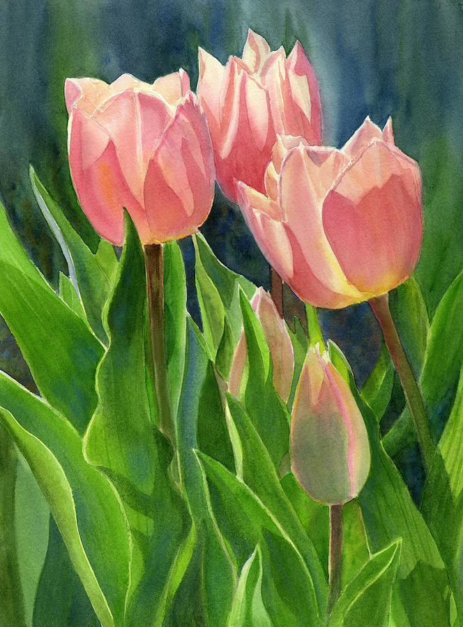 Tulip Watercolor Painting - Peach Colored Tulips with Buds by Sharon Freeman