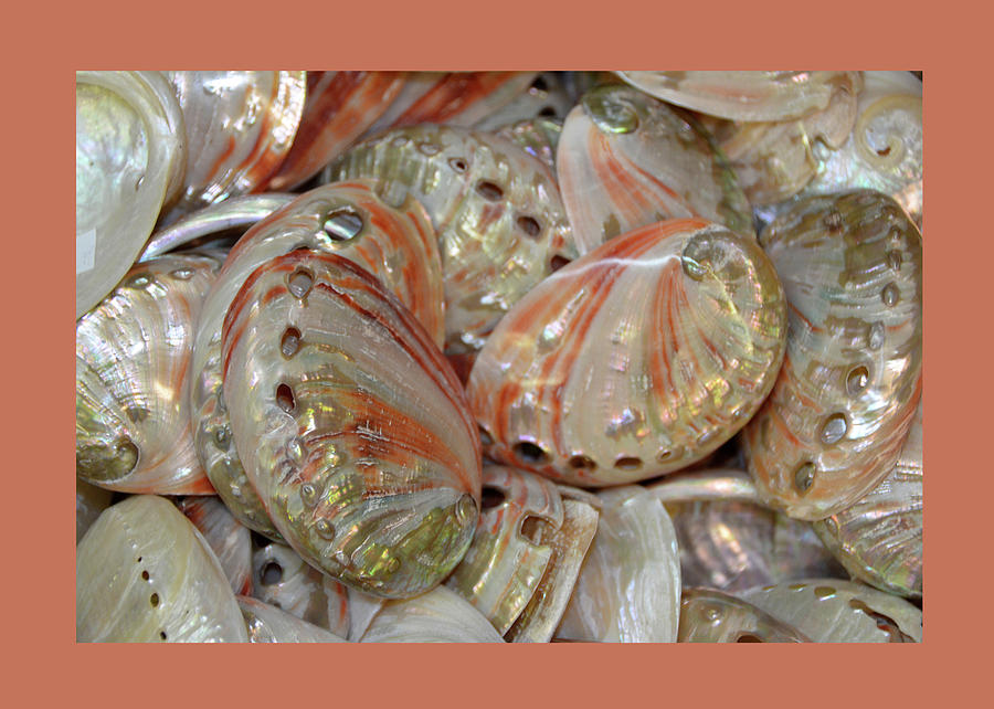 Peach Coral Gold and White Shells Photograph by Carla Parris