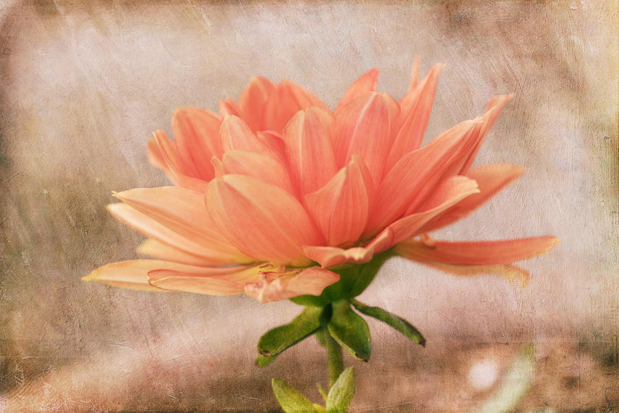 Flower Photograph - Peach Dahlia in the Garden by Kim Hojnacki