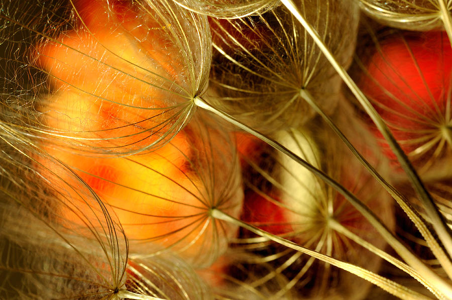 Peach Dandelions Photograph by Iris Greenwell