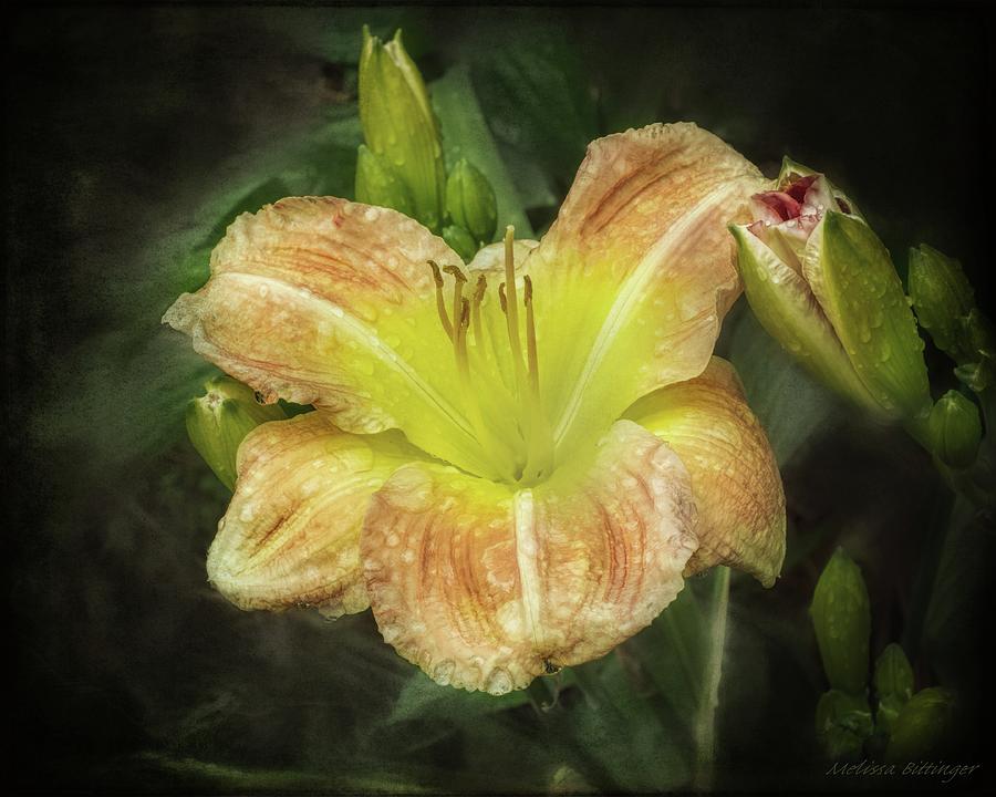 Peach Daylily Blooms Photograph by Melissa Bittinger