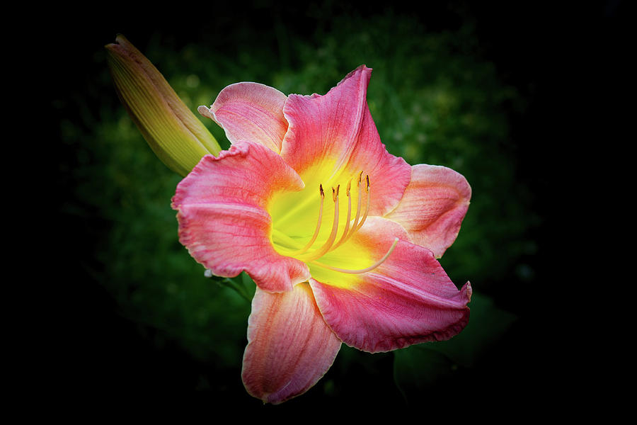 Lily Photograph - Peach Daylily by Rose McClure
