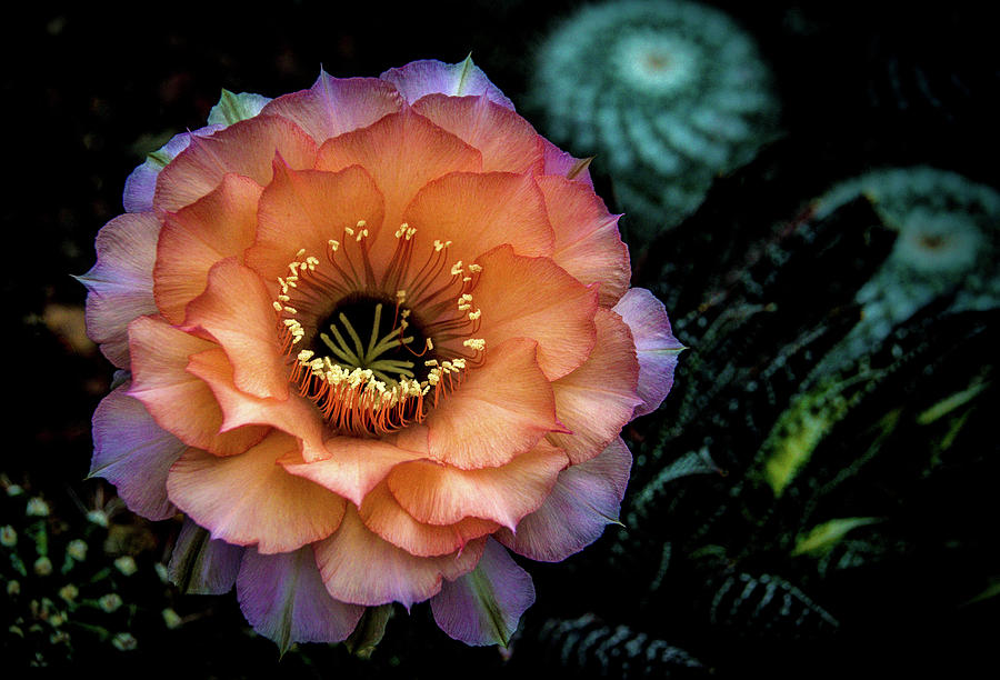 Peach Desert Glow Bloom Photograph by Julie Palencia