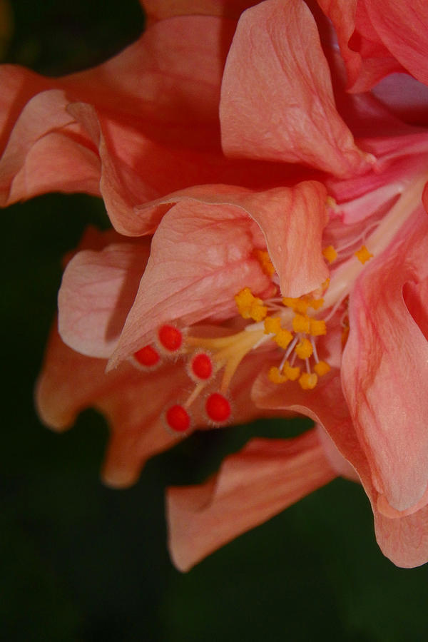 Peach Double Hibiscus Photograph by Judy Hall-Folde
