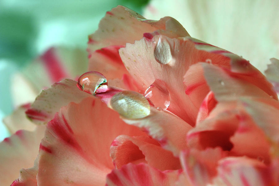 Peach Flower Petals Photograph by Angela Murdock