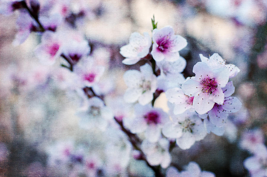 Peach flowers Photograph by Laura Melis
