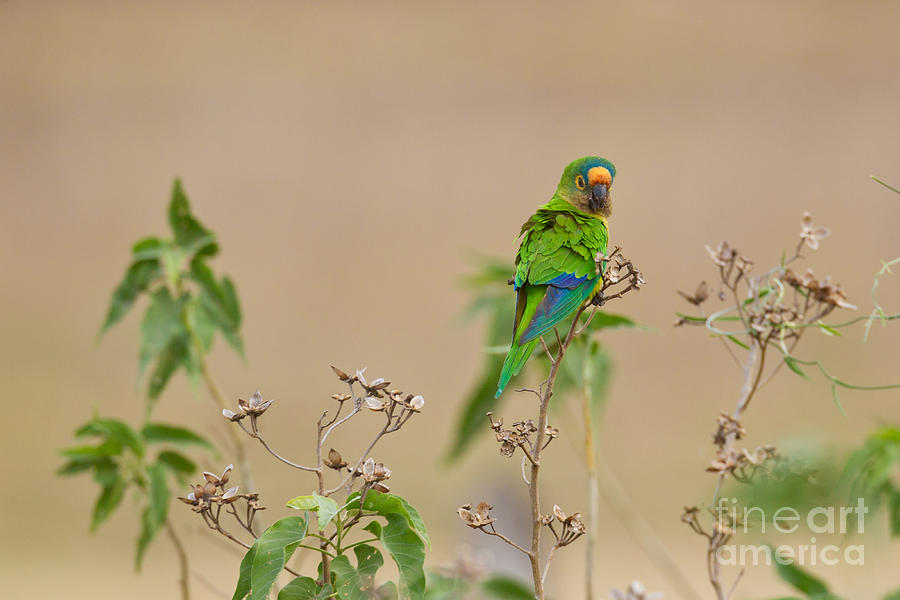 Peach-fronted Parakeet Photograph by B.G. Thomson