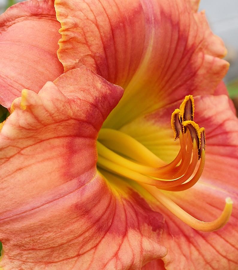 Nature Photograph - Peach Gem Lily by Bruce Bley