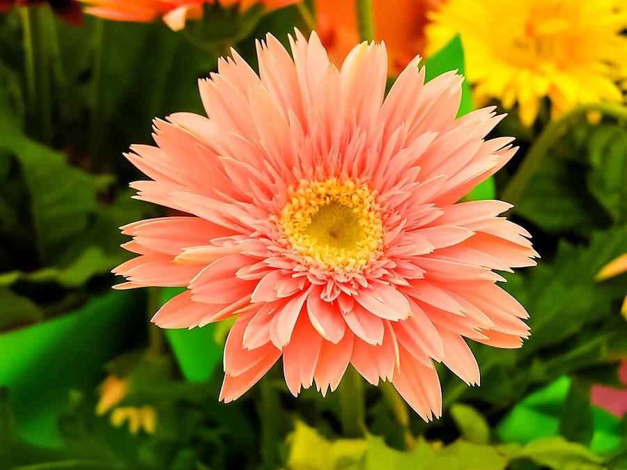 Peach Gerbera Daisy Photograph by Cynthia Woods - Fine Art America