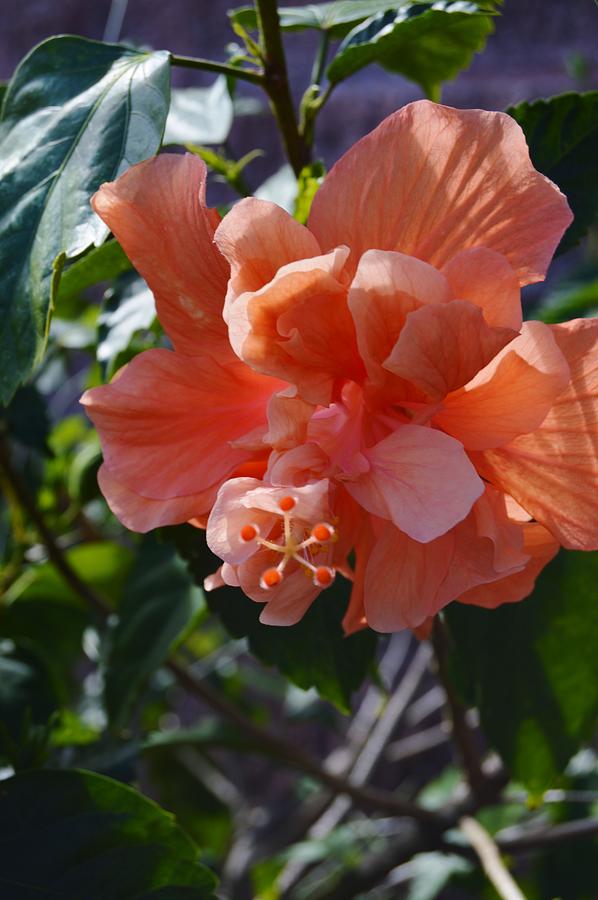 Peach Hibiscus and Shadows Photograph by Warren Thompson