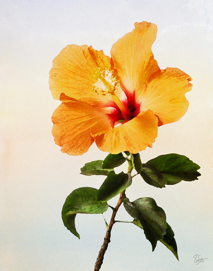 Peach Hibiscus Faux Watercolor Photograph by Endre Balogh