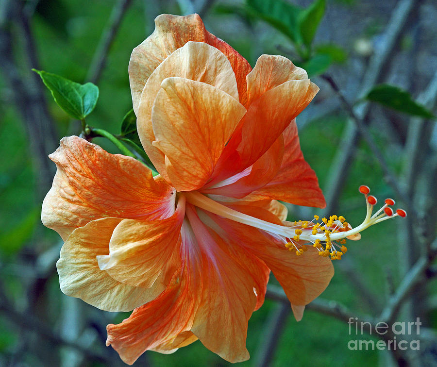 Peachy Hibiscus Photograph by Larry Nieland