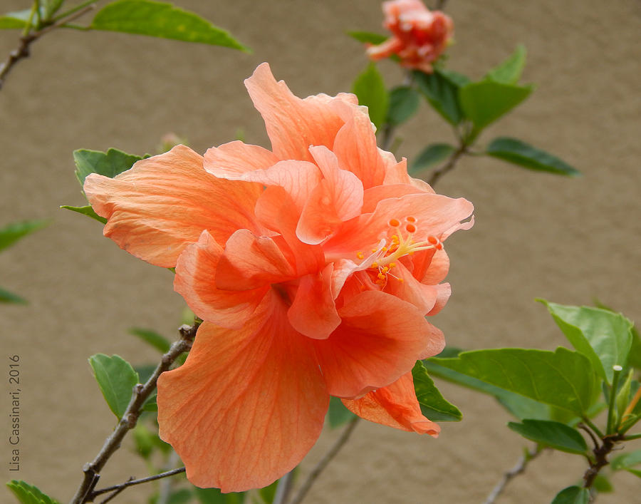 Peach Hibiscus Photograph