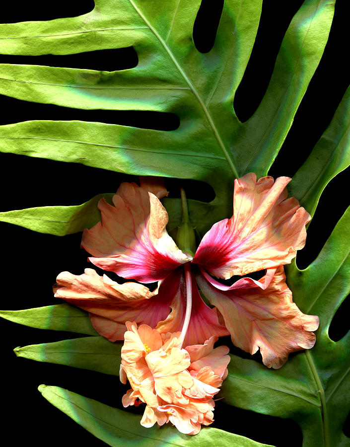 Hibiscus Photograph - Peach Hibiscus with Palm by Jessie Snyder