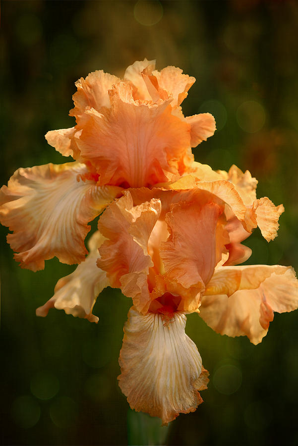 Peach Iris - 1088 Photograph by C VandenBerg