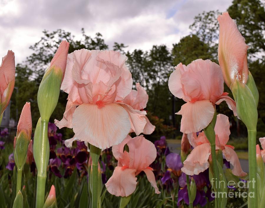 Peach Iris Photograph by Barrie Stark