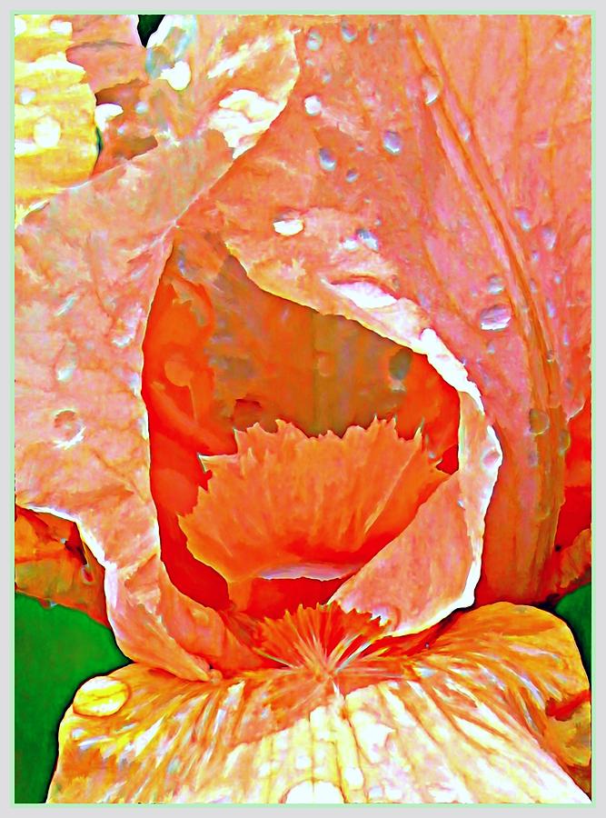 Peach Iris Magnified Photograph by Mindy Newman