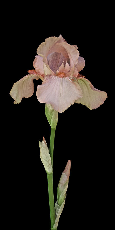 Peach Iris Photograph by Michael Peychich - Fine Art America