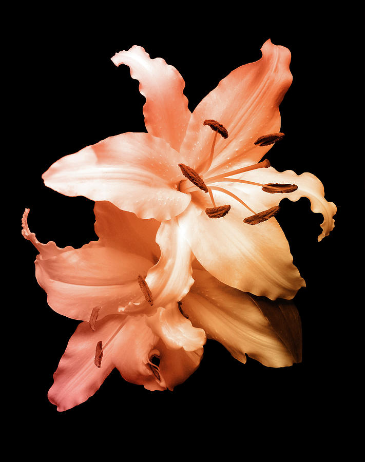 Lily Photograph - Peach Lilies by Johanna Hurmerinta