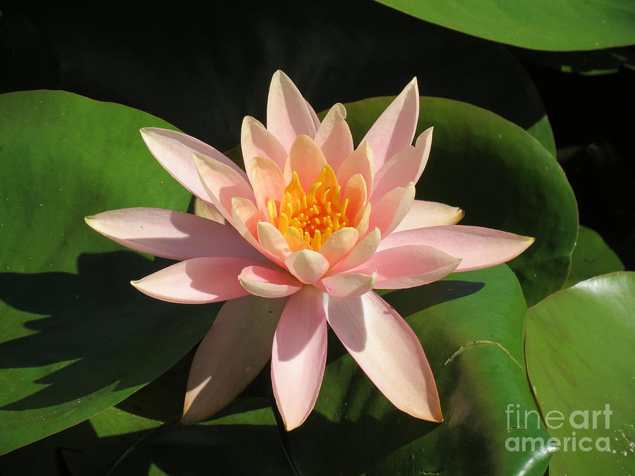 Peach Lotus Flower Photograph by Aimee Mouw