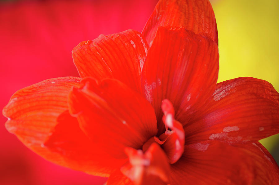Flower Photograph - PEACH MELBA red amaryllis flower on raspberry ripple pink and yellow background by Andy Smy