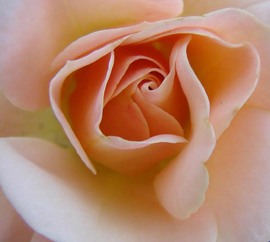 Peach Mini Rose Photograph by Liz Vernand