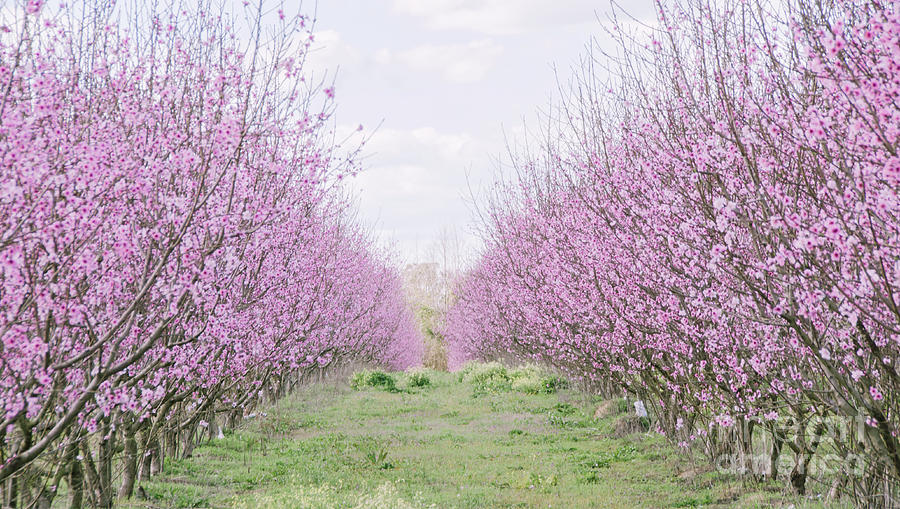 Peach Orchard 3 Photograph by Andrea Anderegg