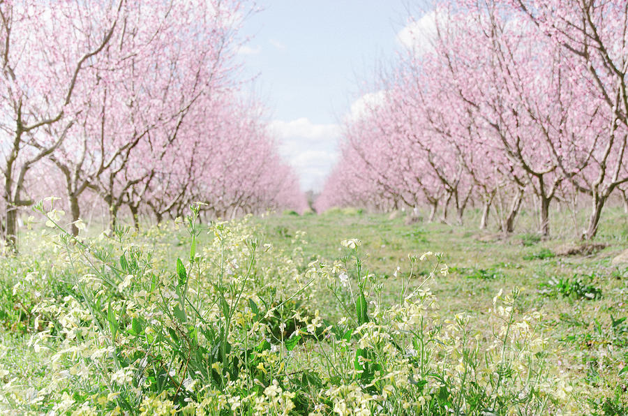 Peach Orchard 4 Photograph by Andrea Anderegg