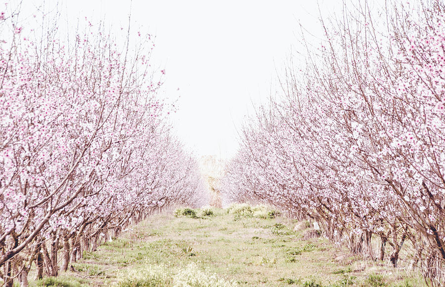 Peach Orchard Photograph by Andrea Anderegg