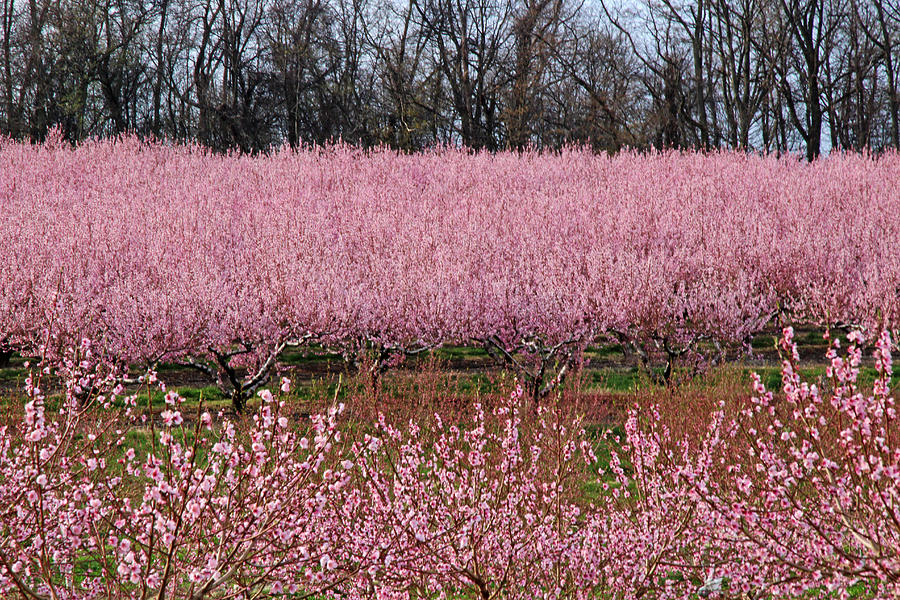 Peach Orchard Photograph By Susan Grove - Fine Art America