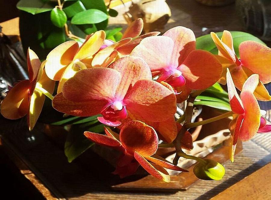 Peach Orchid Blossoms by Deb Martin-Webster Peach Orchid Blossoms by Deb Martin-Webster