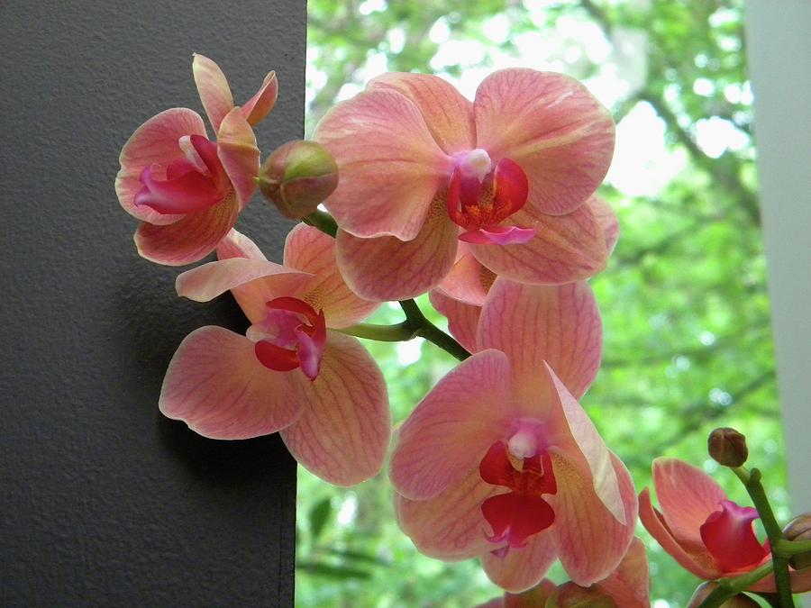 Peach orchids Photograph by Manuela Constantin