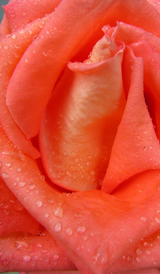 Peach Perfection Rose with Raindrops - Floral Macro - Rose Photograph by Brooks Garten Hauschild