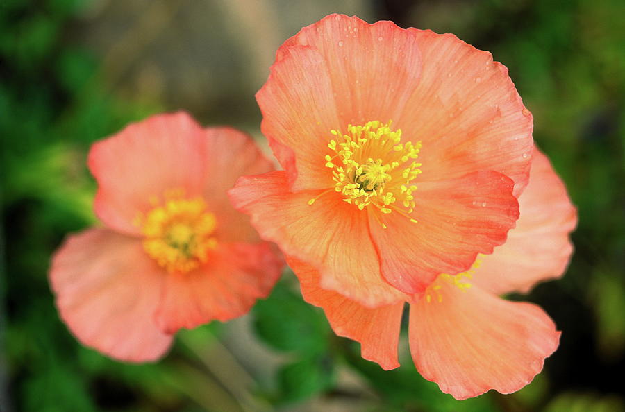 Peach Poppies Photograph by Sally Weigand