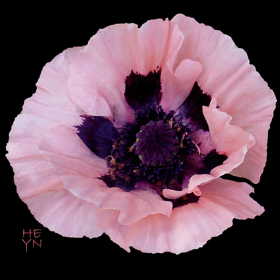Peach Poppy - Cutout Photograph by Shirley Heyn