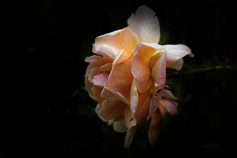 Peach Rose Photograph by   DonaRose