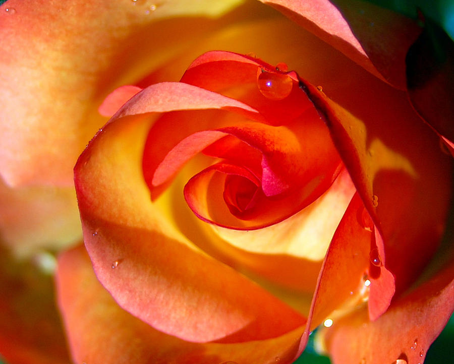 Peach Rose Photograph by Amy Fose