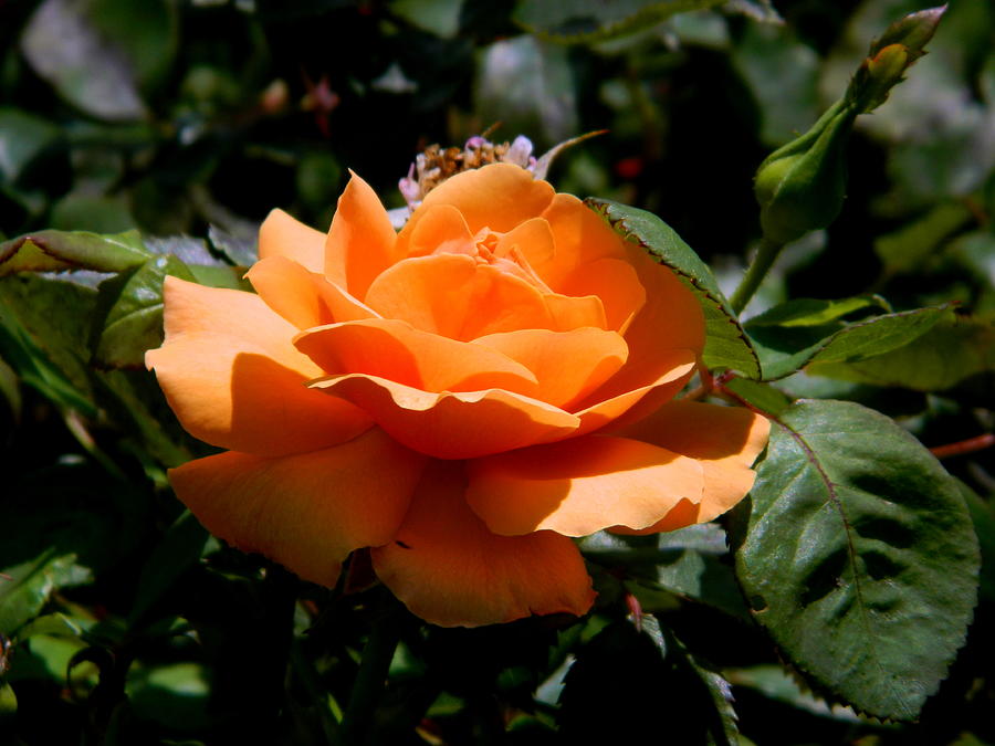 Spring Photograph - Peach Rose by Arlane Crump