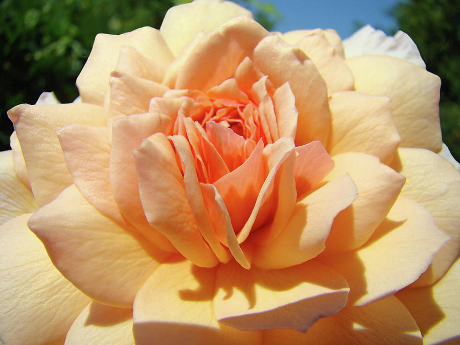 PEACH ROSE Art Prints ROSES Flowers Giclee Prints Baslee Troutman Photograph by Patti Baslee