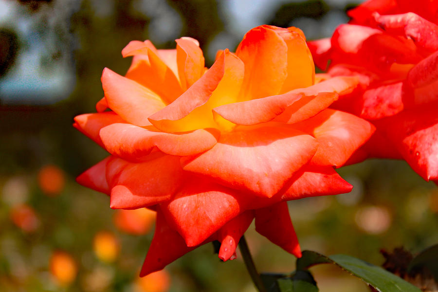 Peach Rose Beauty Photograph by DB Hayes
