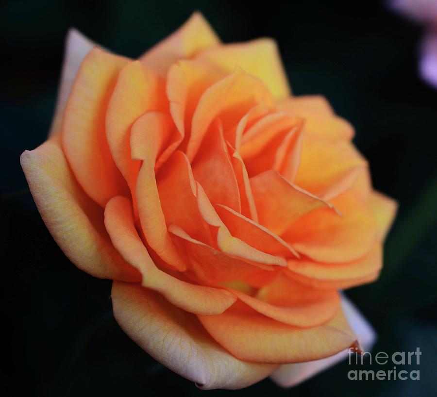 Peach Rose Photograph by Cindy Manero
