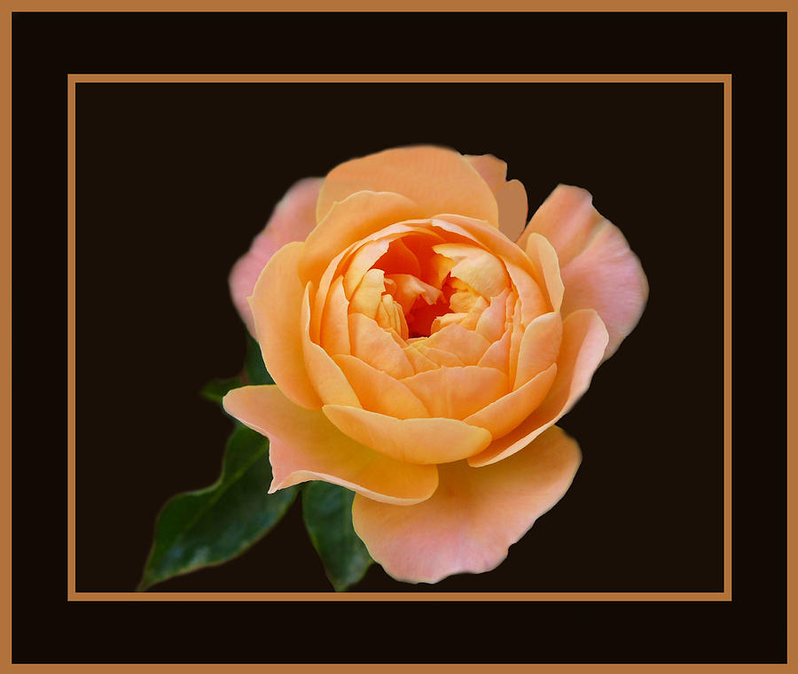 Nature Photograph - Peach Rose Close by Lena Photo Art