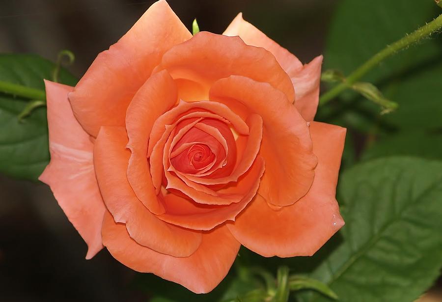 Spring Photograph - Peach Rose by Denise Irving