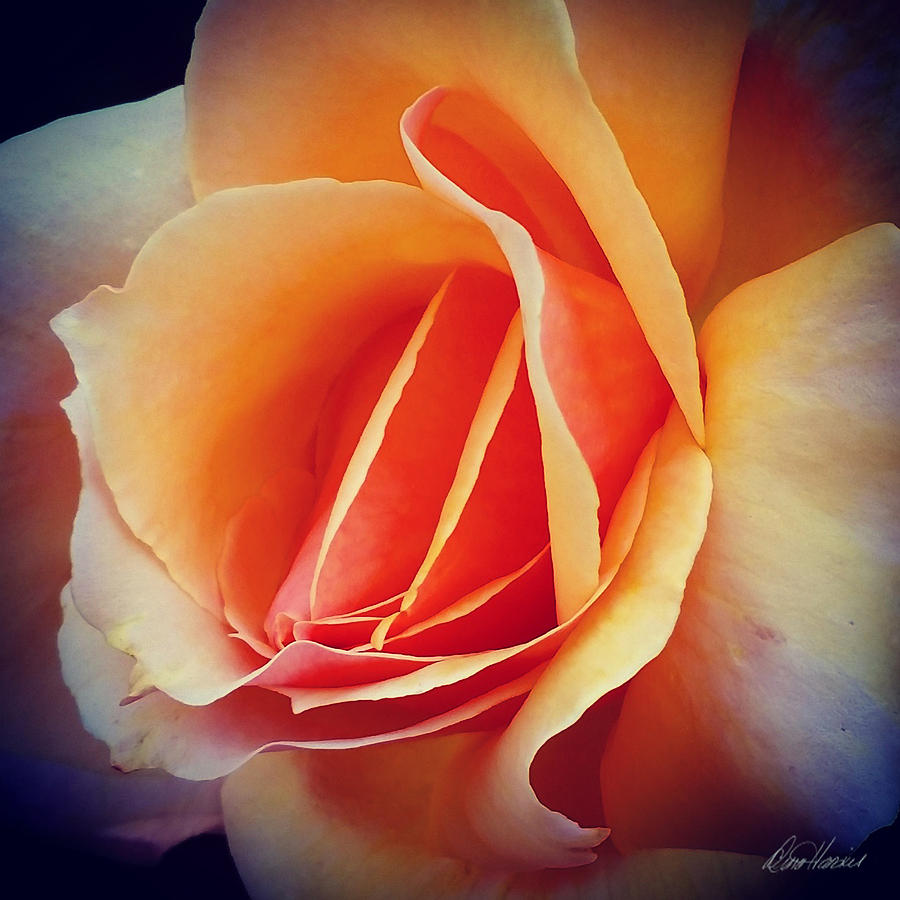 Peach Rose Photograph by Diana Haronis