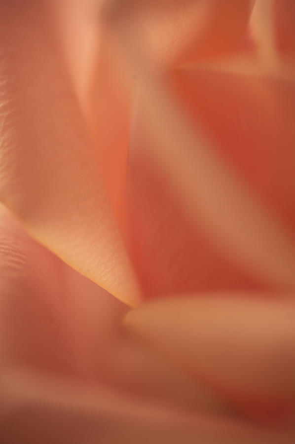 Peach Rose Dream 4. Series From Rose Garden Photograph by Jenny Rainbow