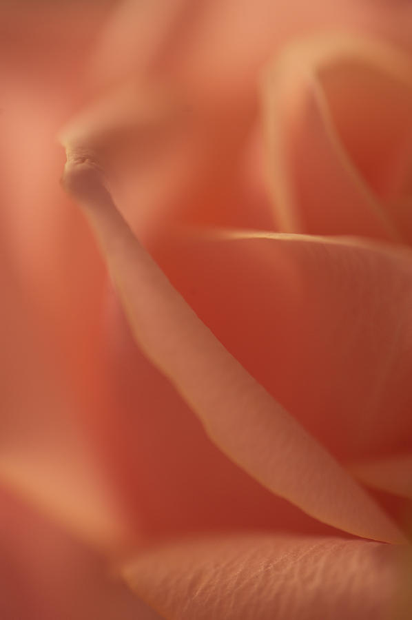 Peach Rose Dream 5. Series From Rose Garden Photograph by Jenny Rainbow