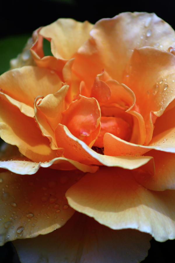Peach Rose in the Rain 3591 H_2 Photograph by Steven Ward
