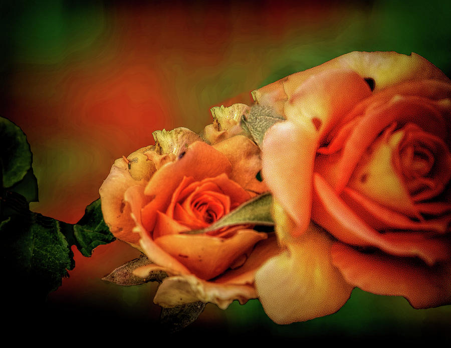 Peach Rose Photograph by Joseph Hollingsworth