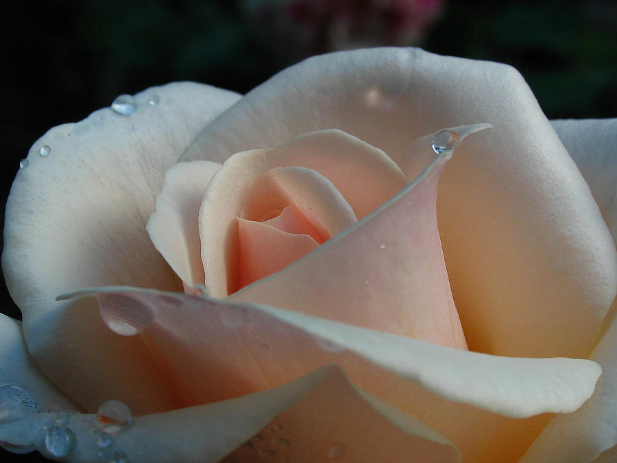 Rose Photograph - Peach Rose by Juergen Roth