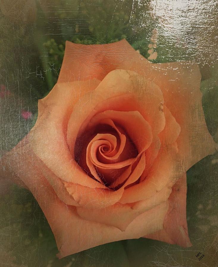 Peach Rose Painting by Marian Lonzetta